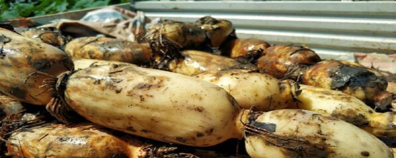 ��ź�Ĺ�Ч������ ��źͼƬ